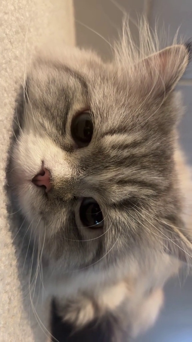 萌宠小猫