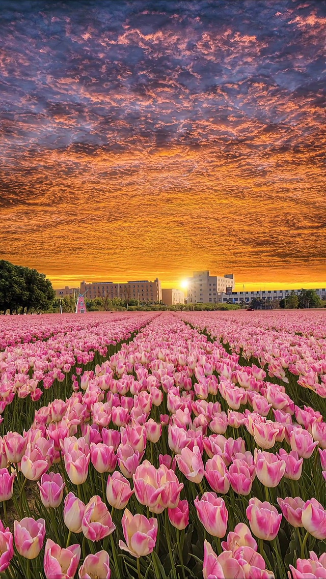浪漫郁金香花海