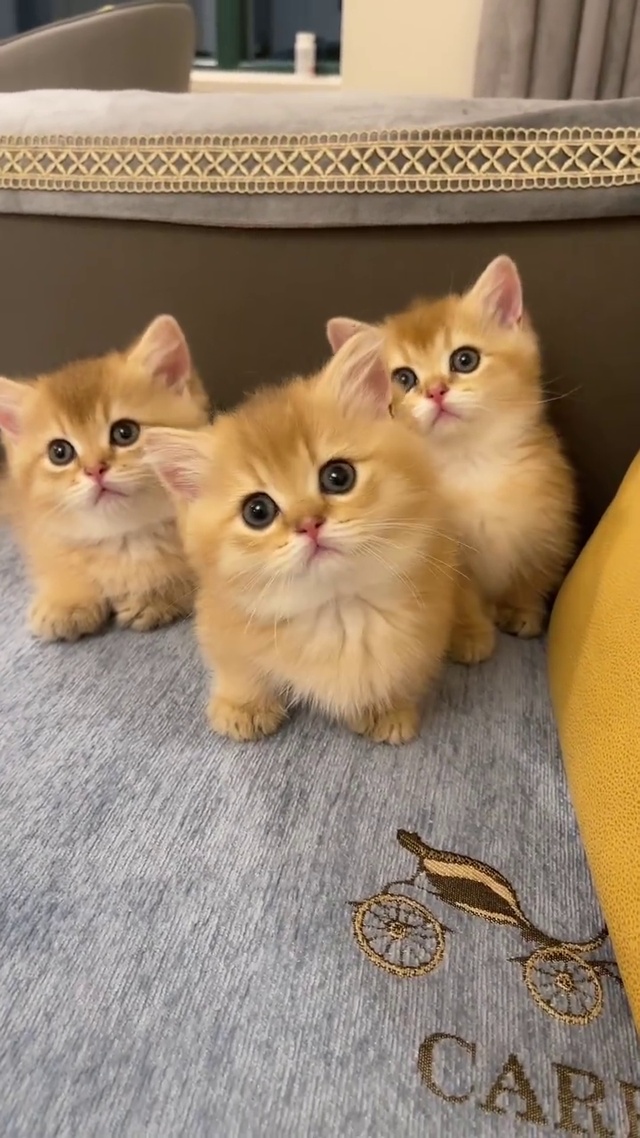 三只可爱小奶猫