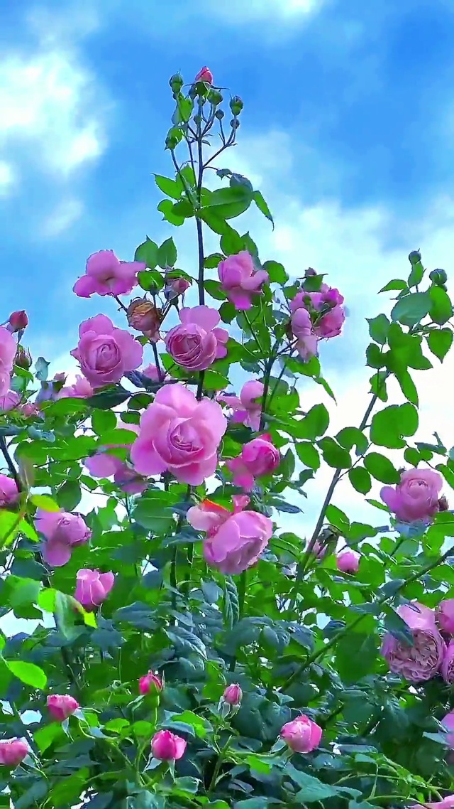 清风徐来 月季花开