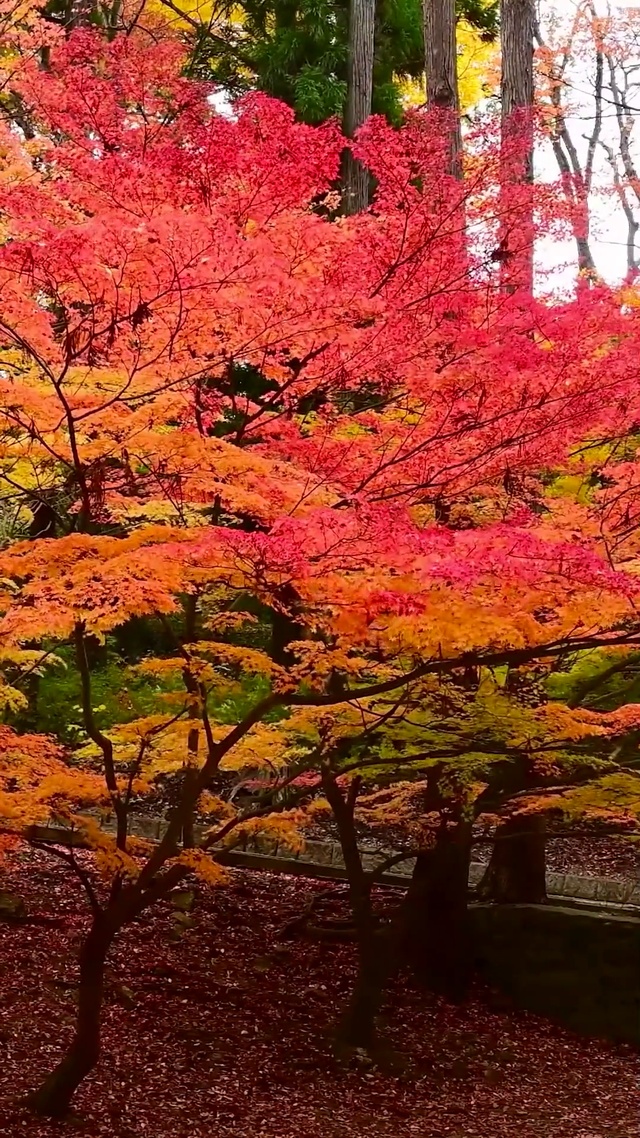 唯美深秋红叶树林落叶