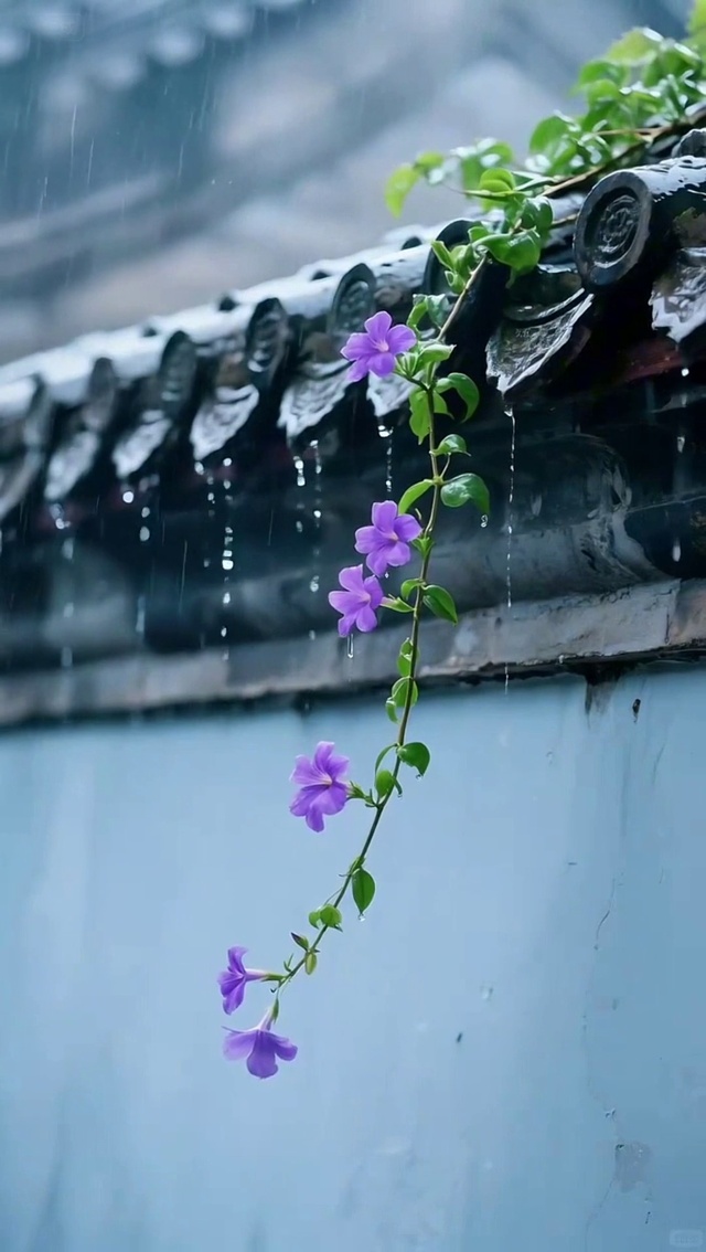 雨中小紫花
