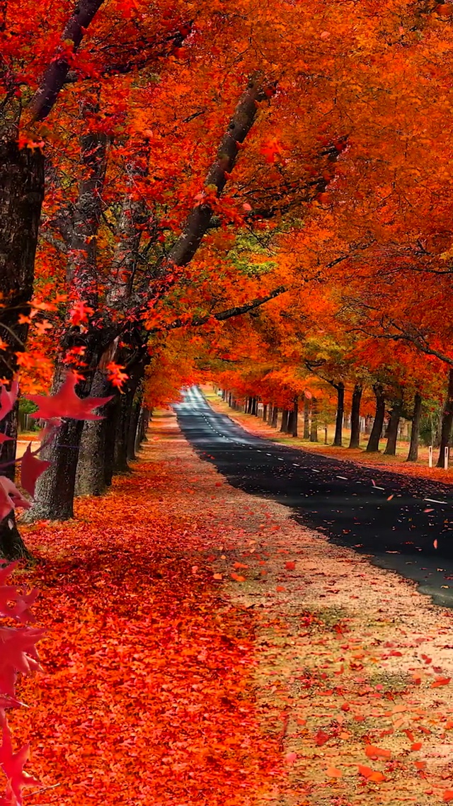  红叶最多情，一语寄相思