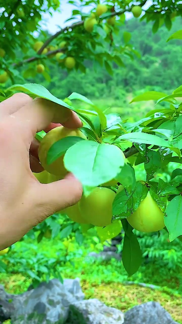 酸酸甜甜就是你