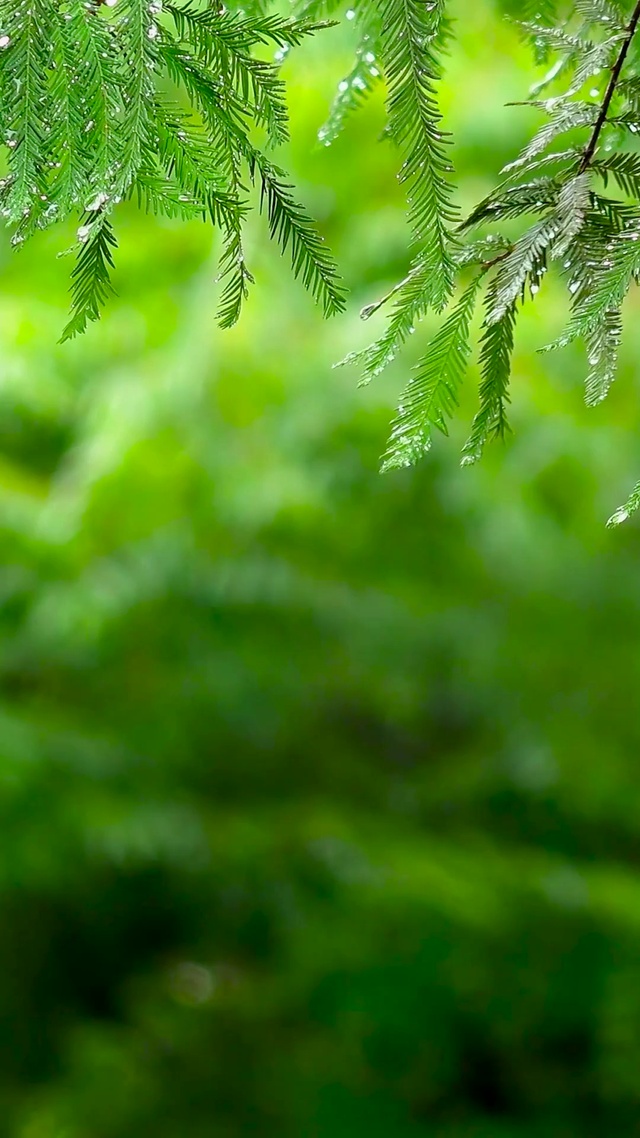淅沥沥的护眼绿叶雨