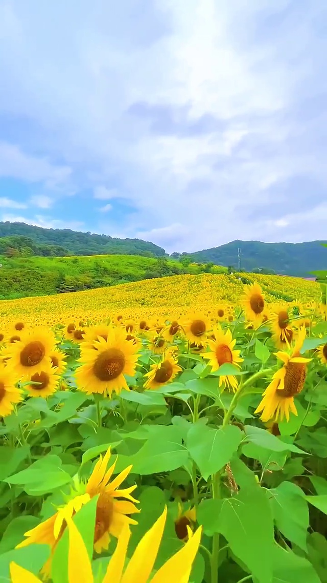 向日葵的花语