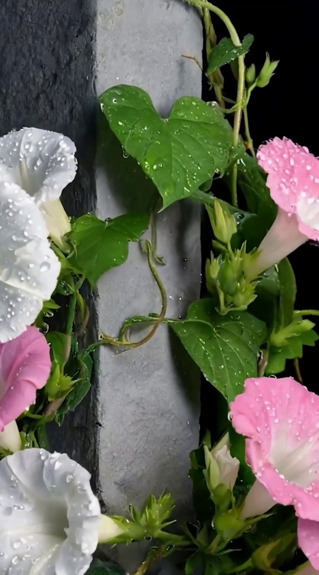 雨露喇叭花