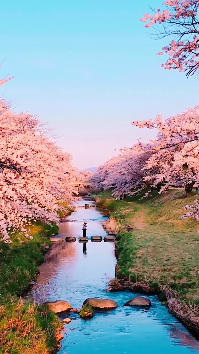 樱花小溪(风景系列)