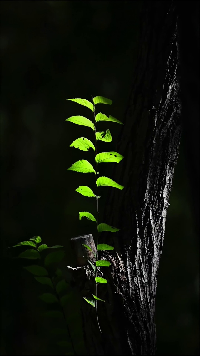 小草