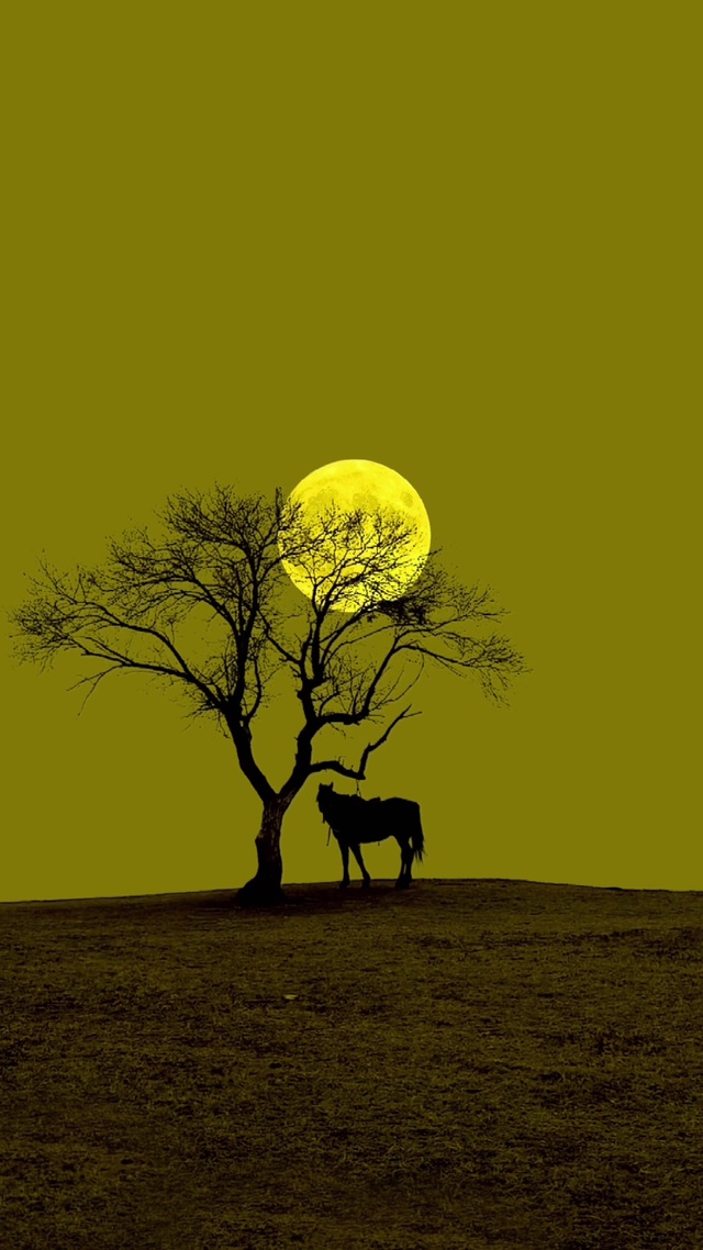 4K超清治愈月光