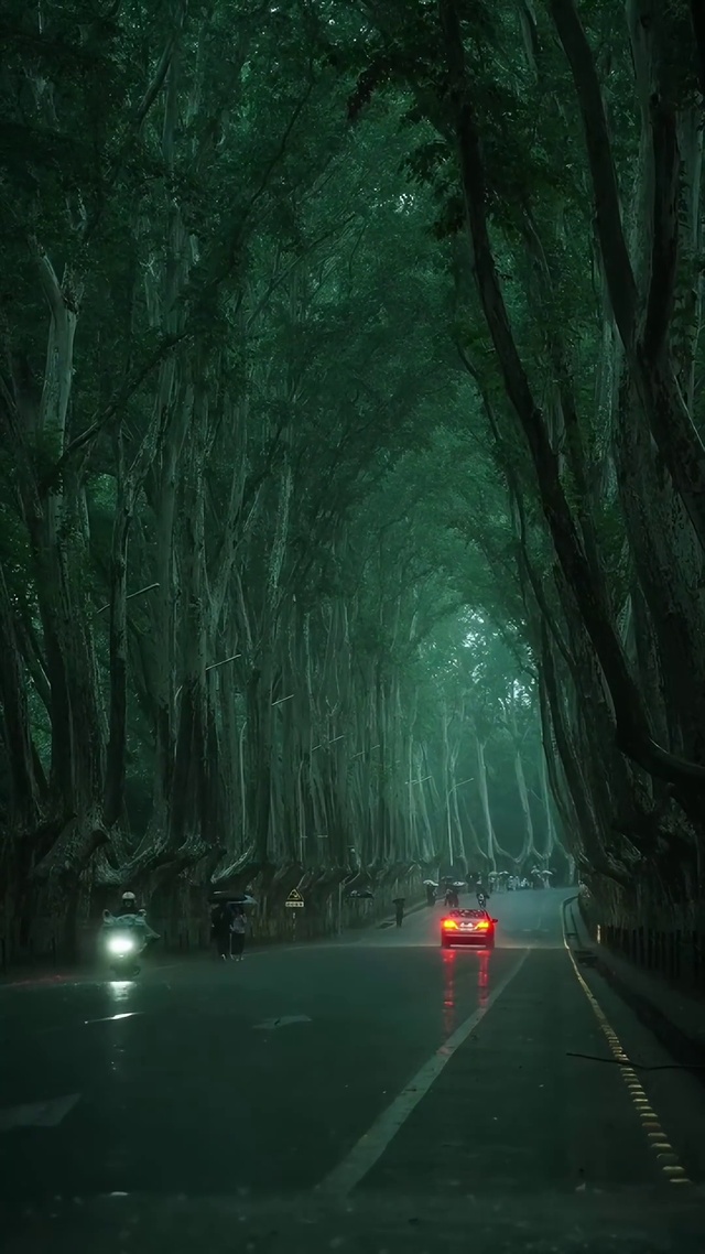 雨中的梧桐大道