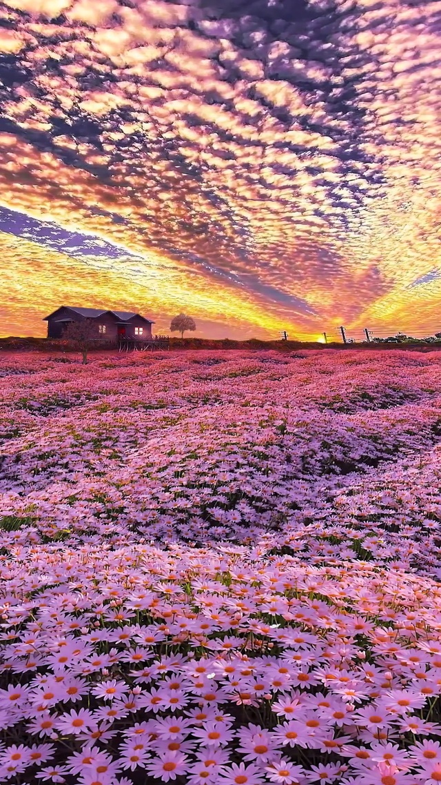 梦幻小雏菊花海