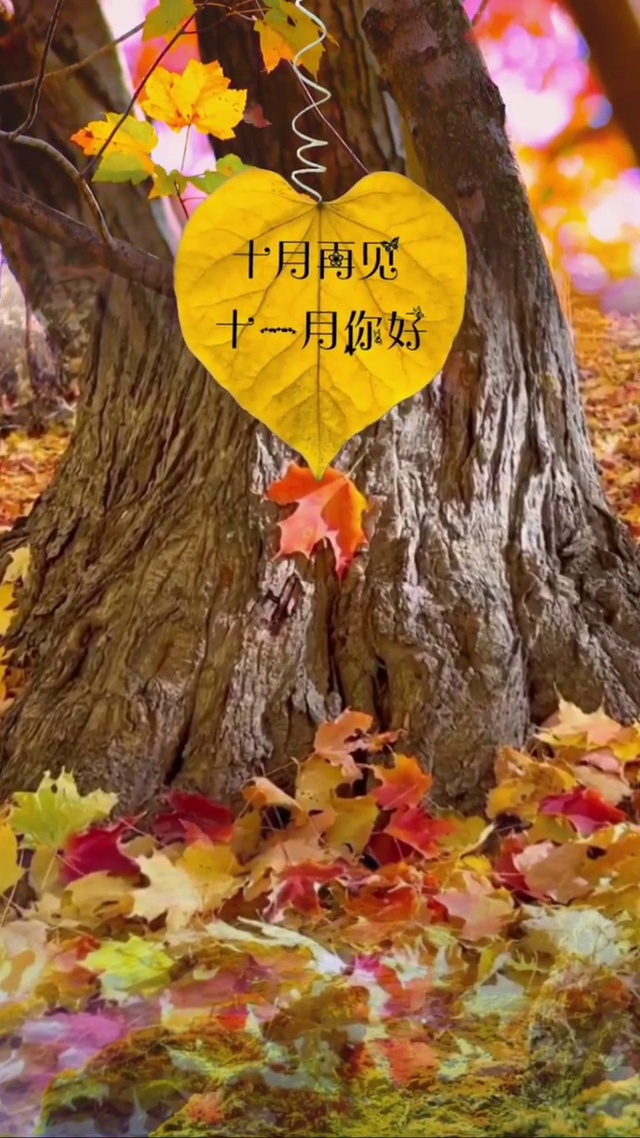 十一月你好