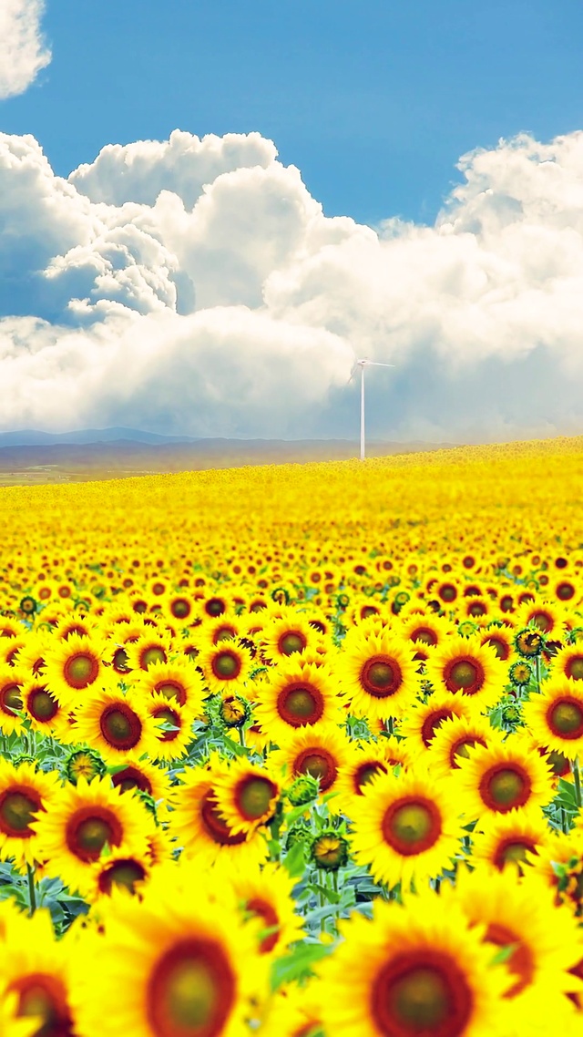 唯美爆款向日葵花海