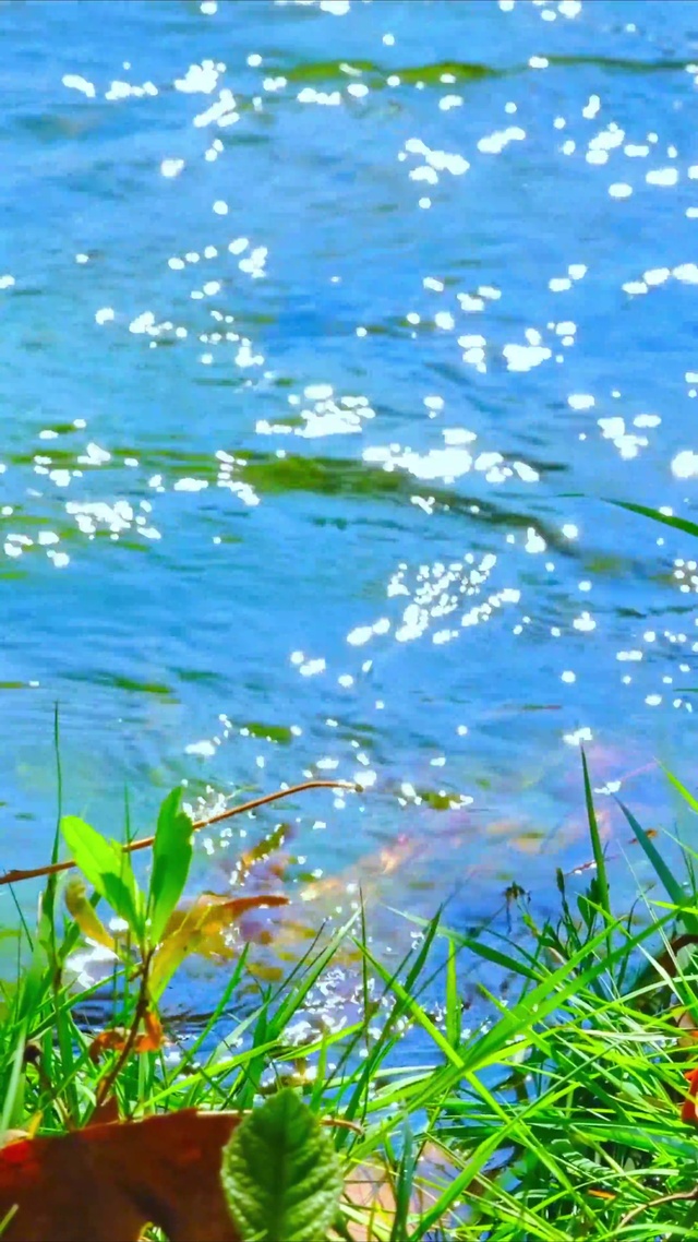 唯美朝阳小溪4K