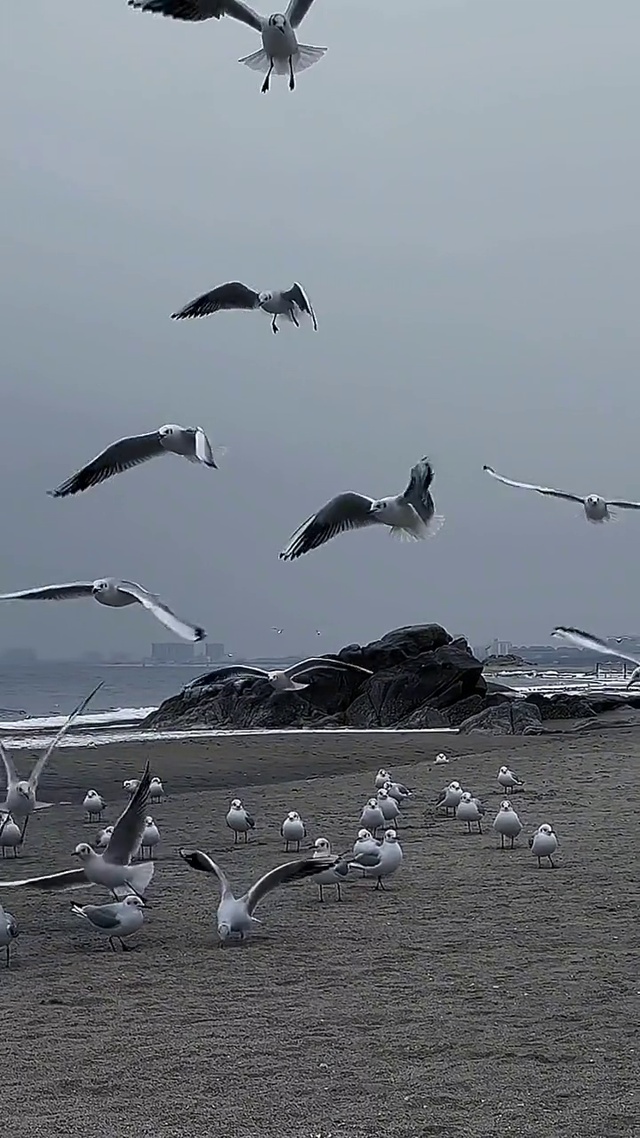 海鸥