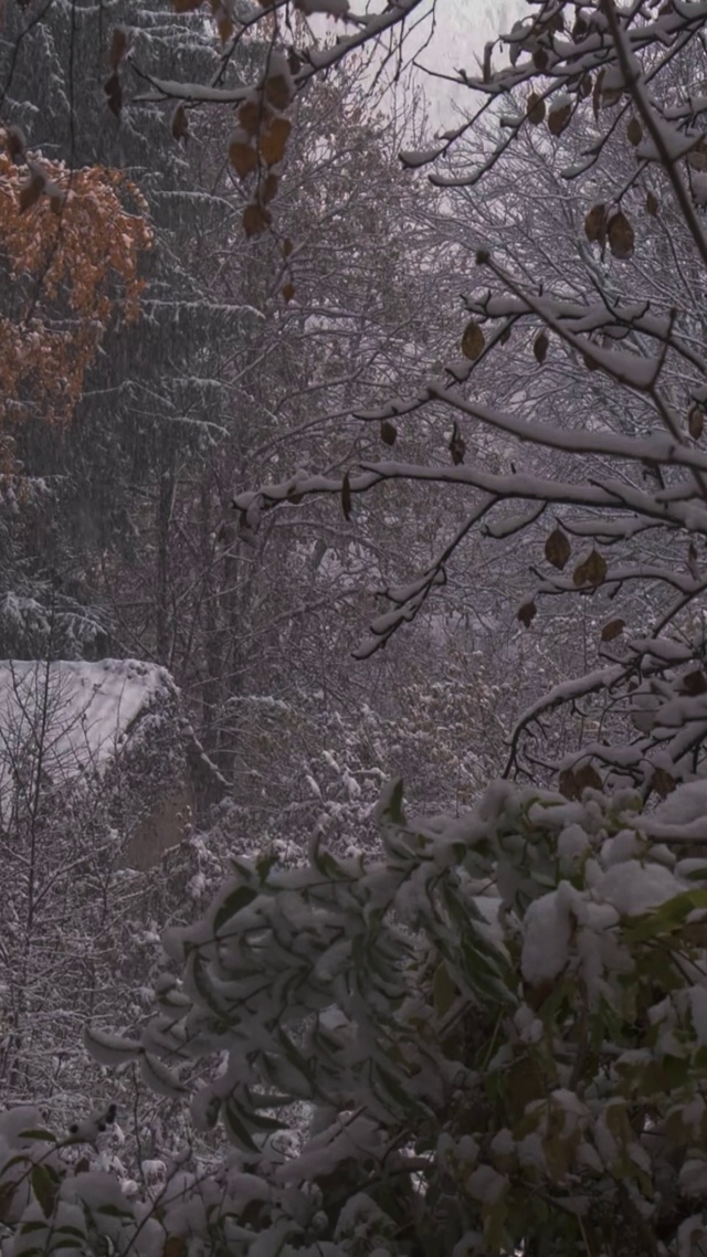 宁静森林雪天