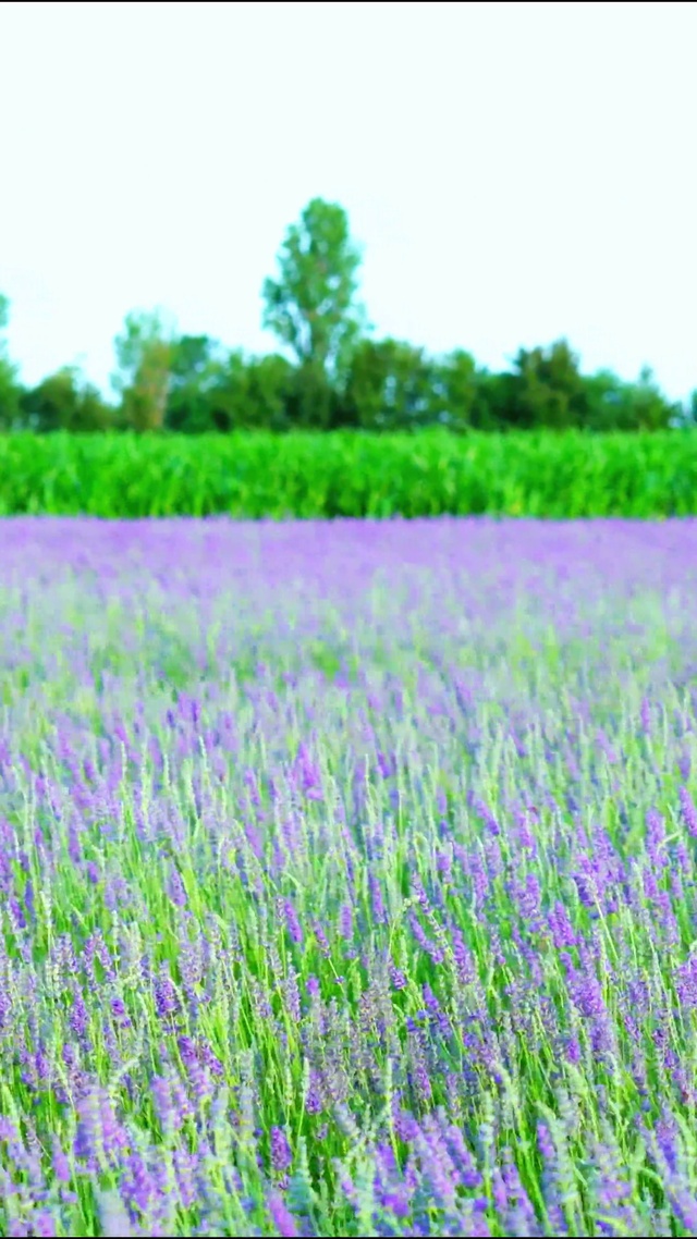 唯美浪漫薰衣草4K