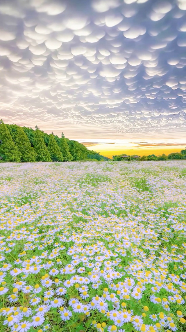 爆款棉花云小雏菊