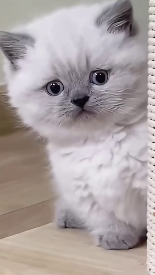 偷偷看你的小猫_1