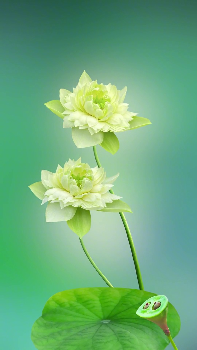 灼灼荷花瑞，亭亭出水中。