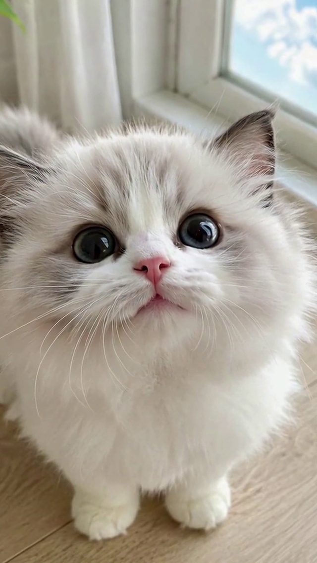 窗边可爱布偶小奶猫