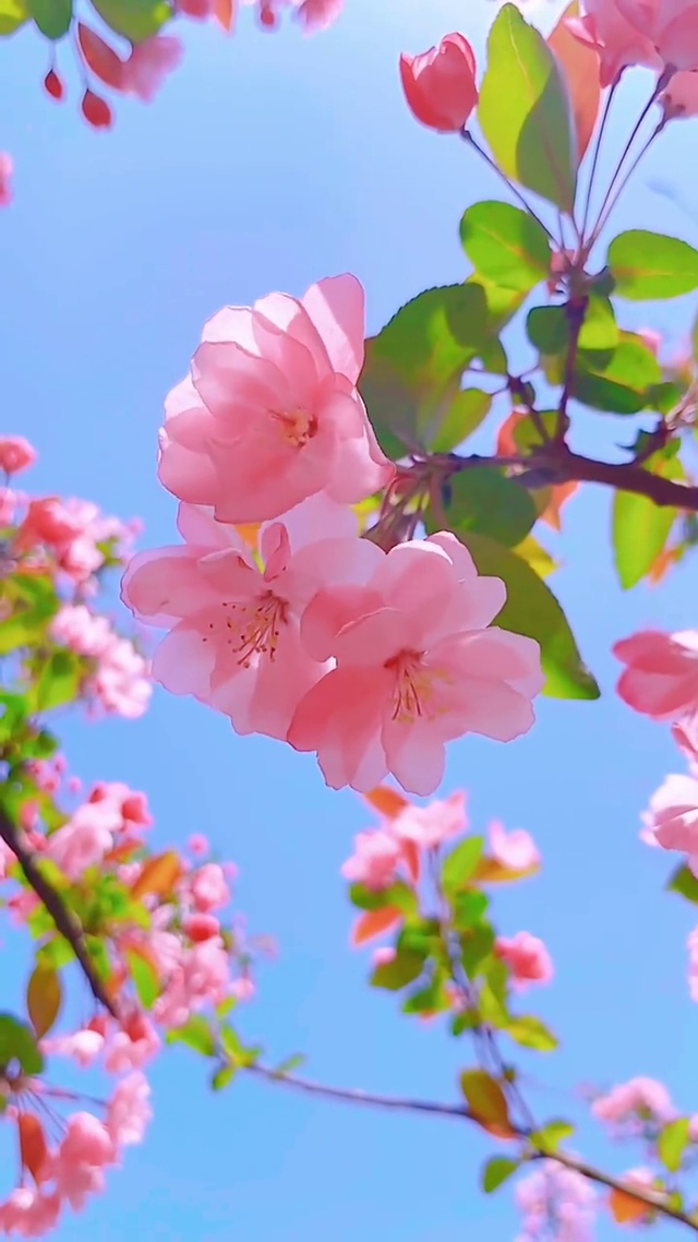 风有约，花不误