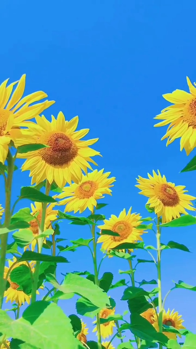 花语