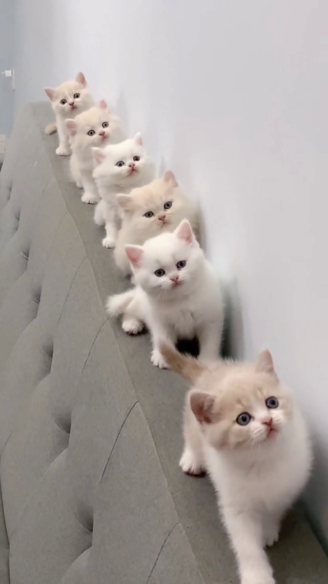 让我们一起撸猫！