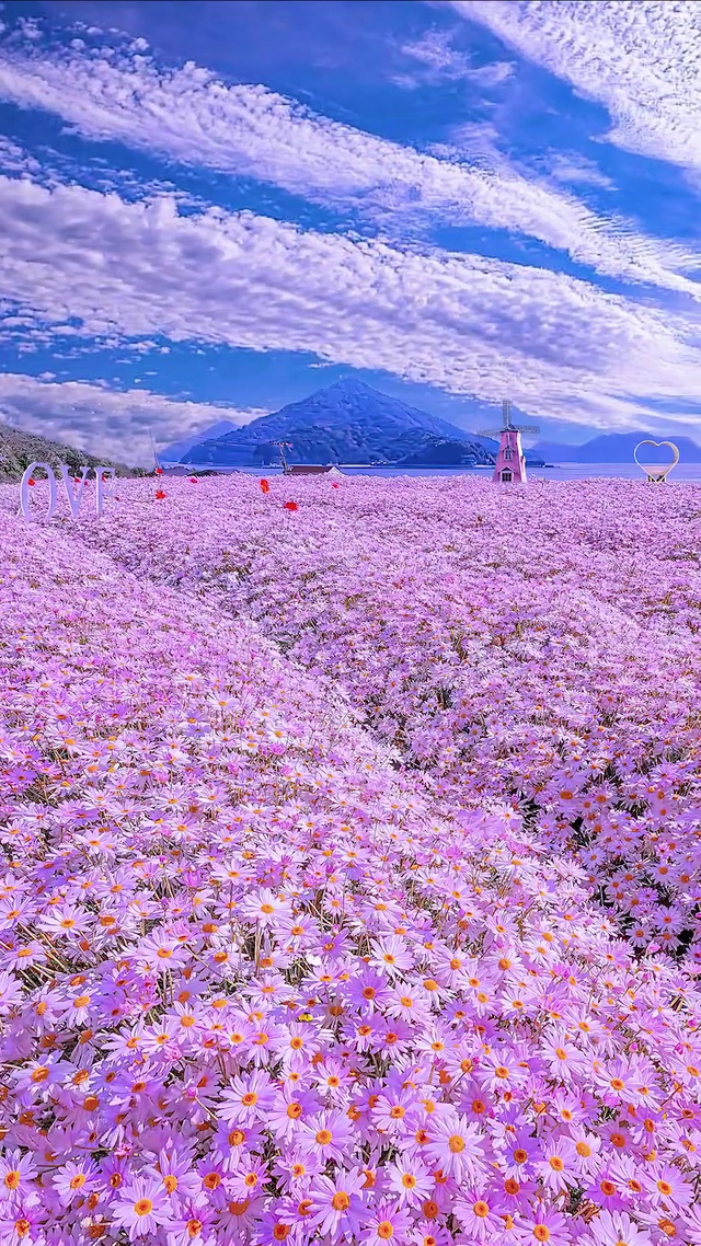 蓝天白云小雏菊