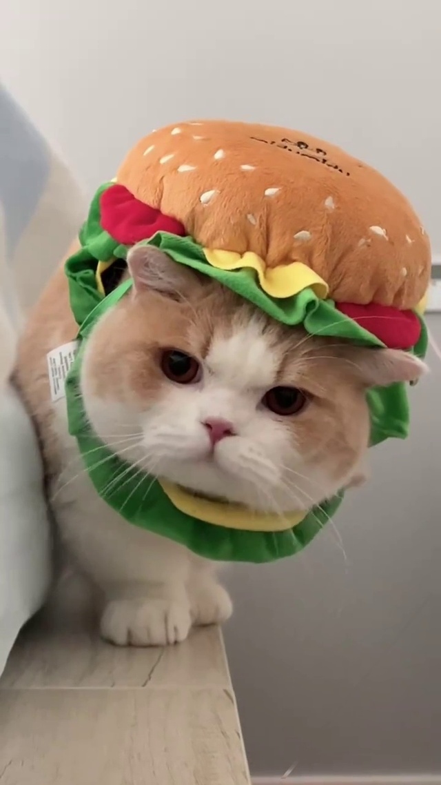 猫咪汉堡