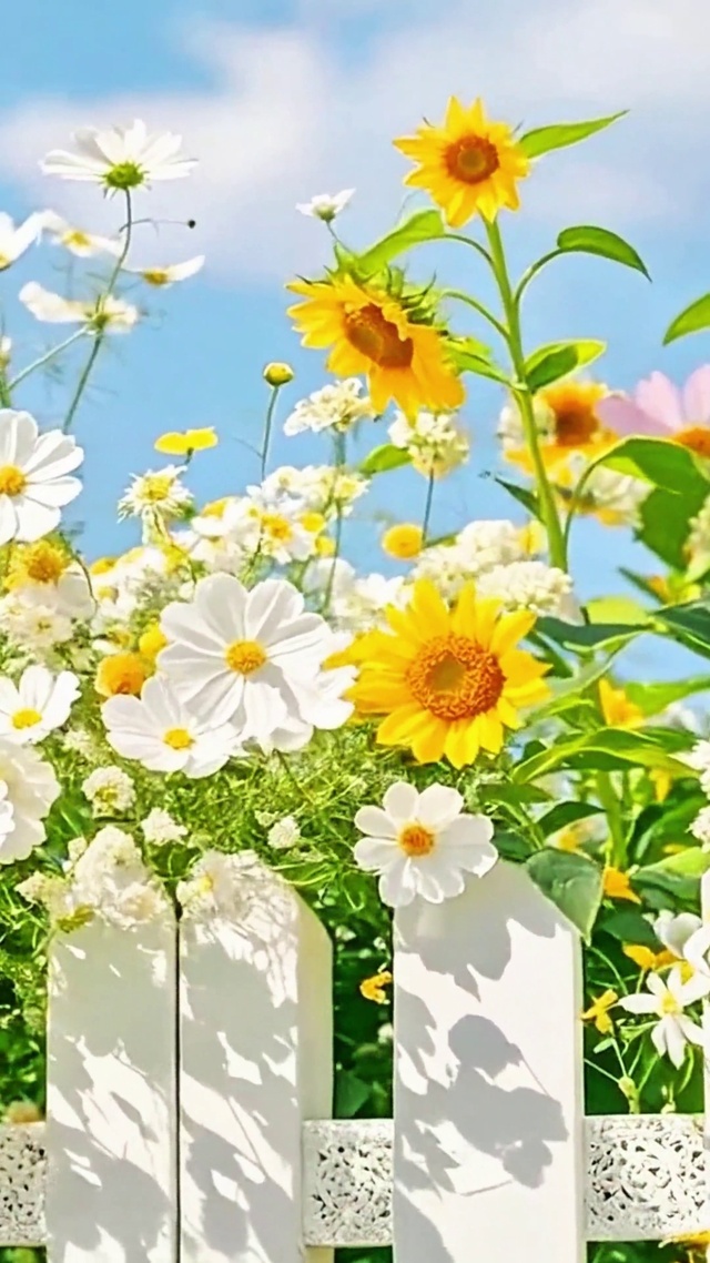 治愈阳光花园4K