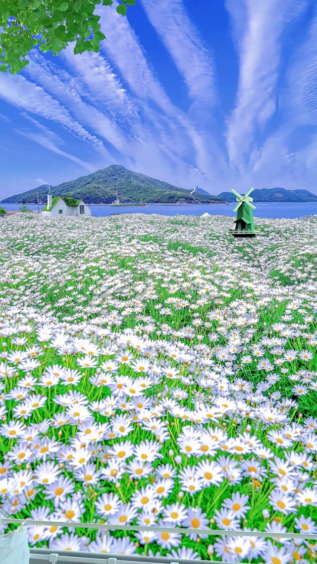 九尾狐小雏菊