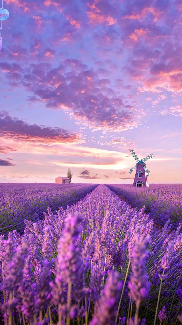 唯美温暖薰衣草