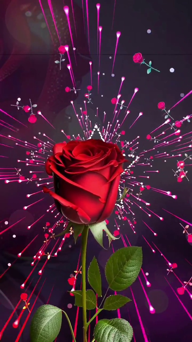爱情玫瑰🌹