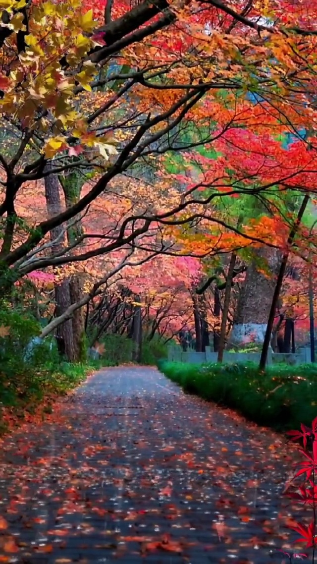 落叶知秋，微风徐来