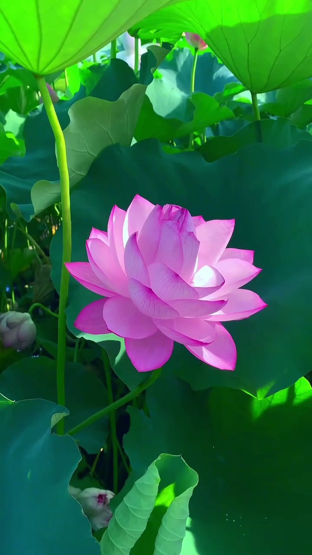 清水出芙蓉，天然去雕饰