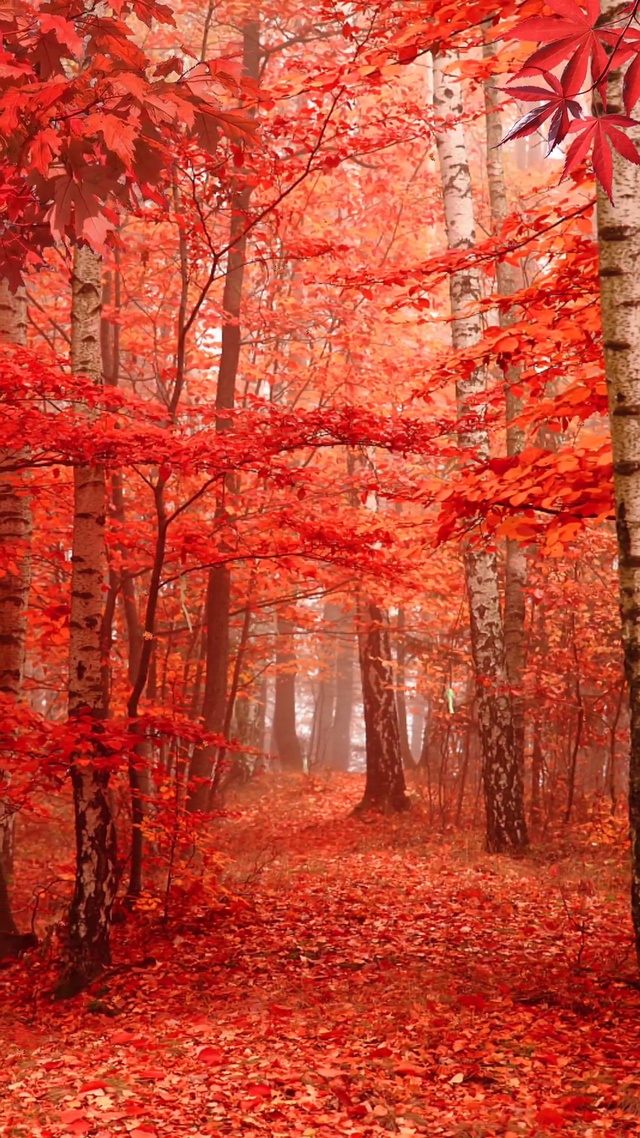 人间朝暮，叶落凉秋🍂