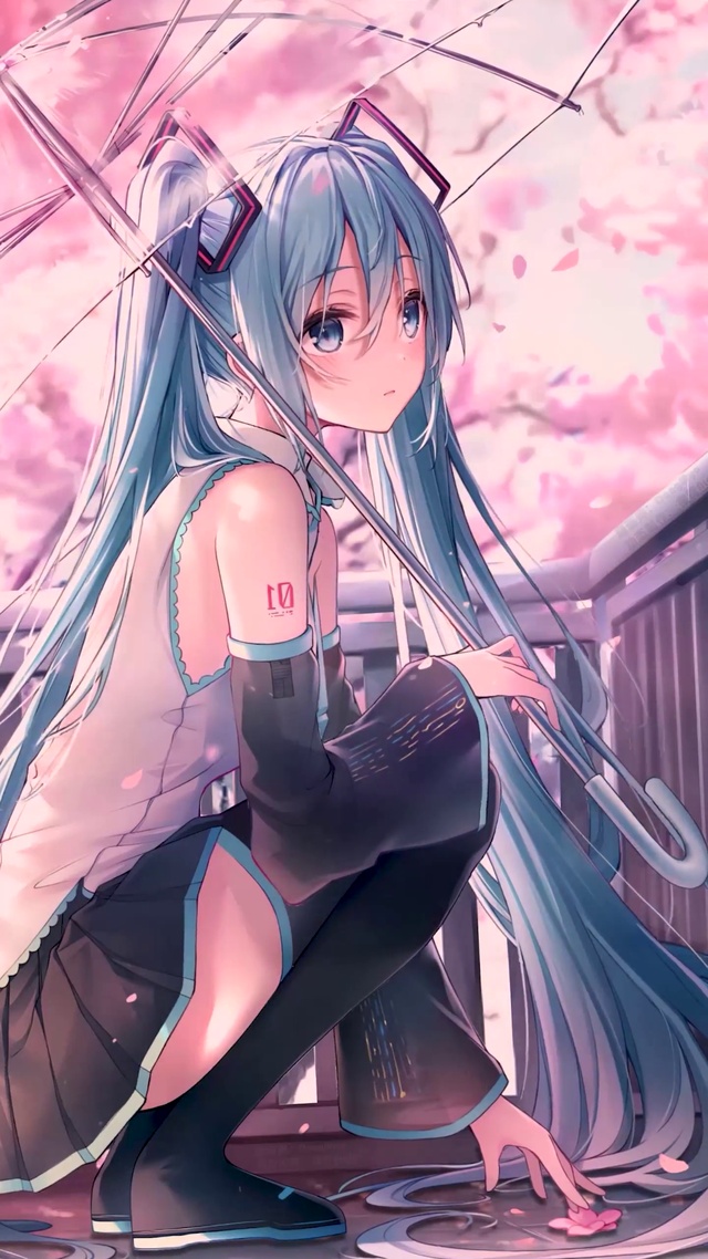 【清晨】初音未来 樱之雨