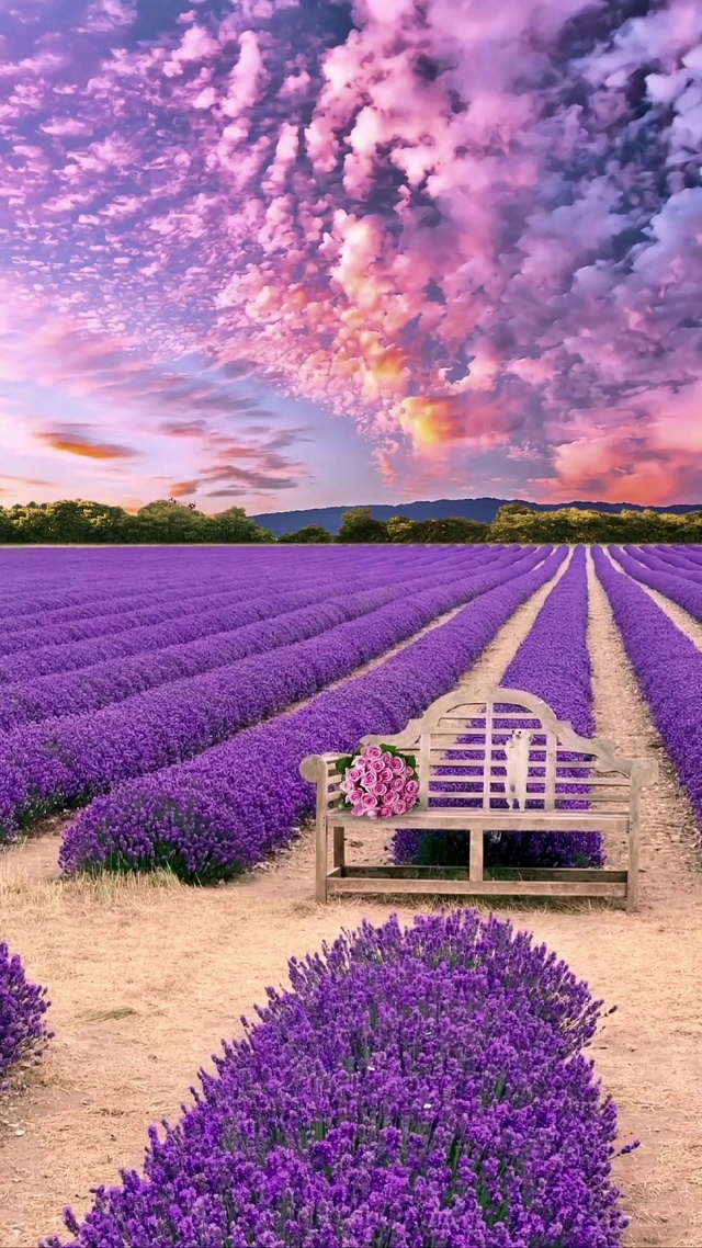 浪漫薰衣草庄园