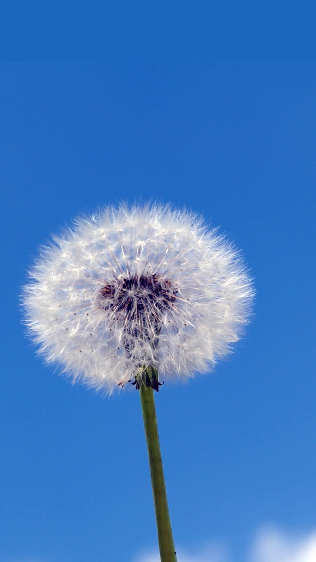 4K唯美蓝天下的蒲公英