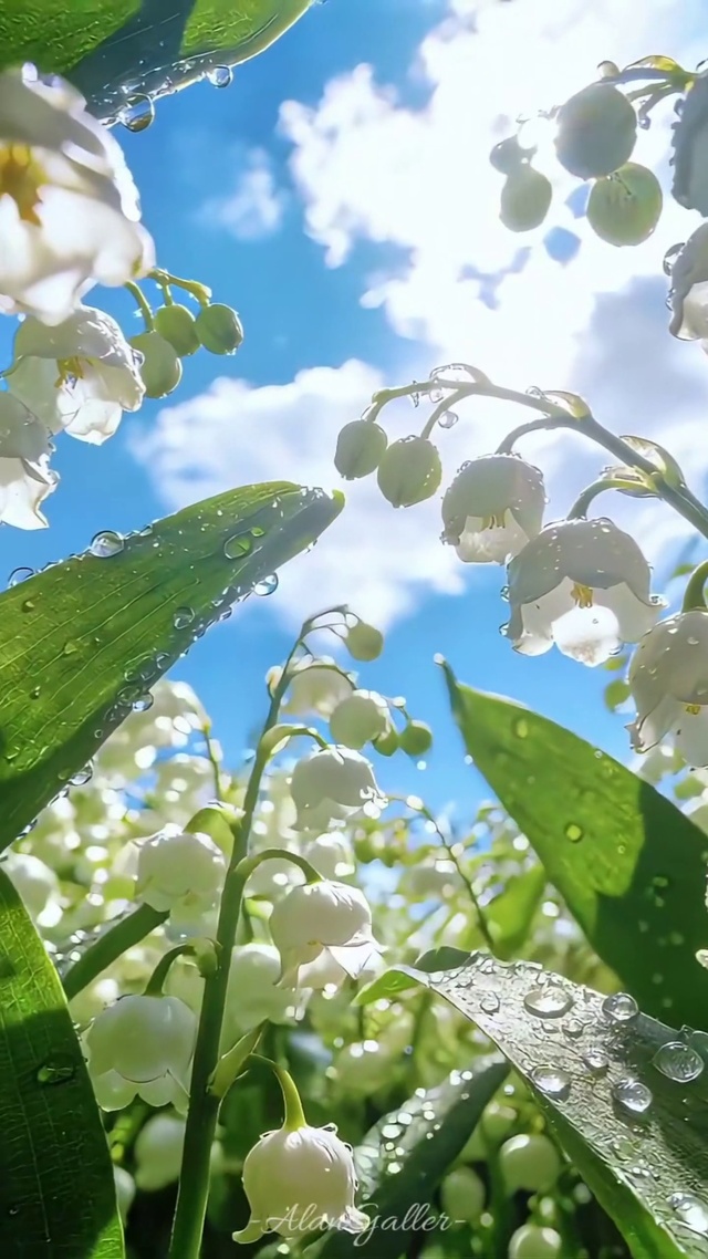铃兰花