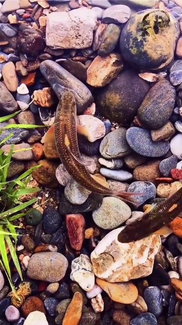 清澈的小溪鱼在游