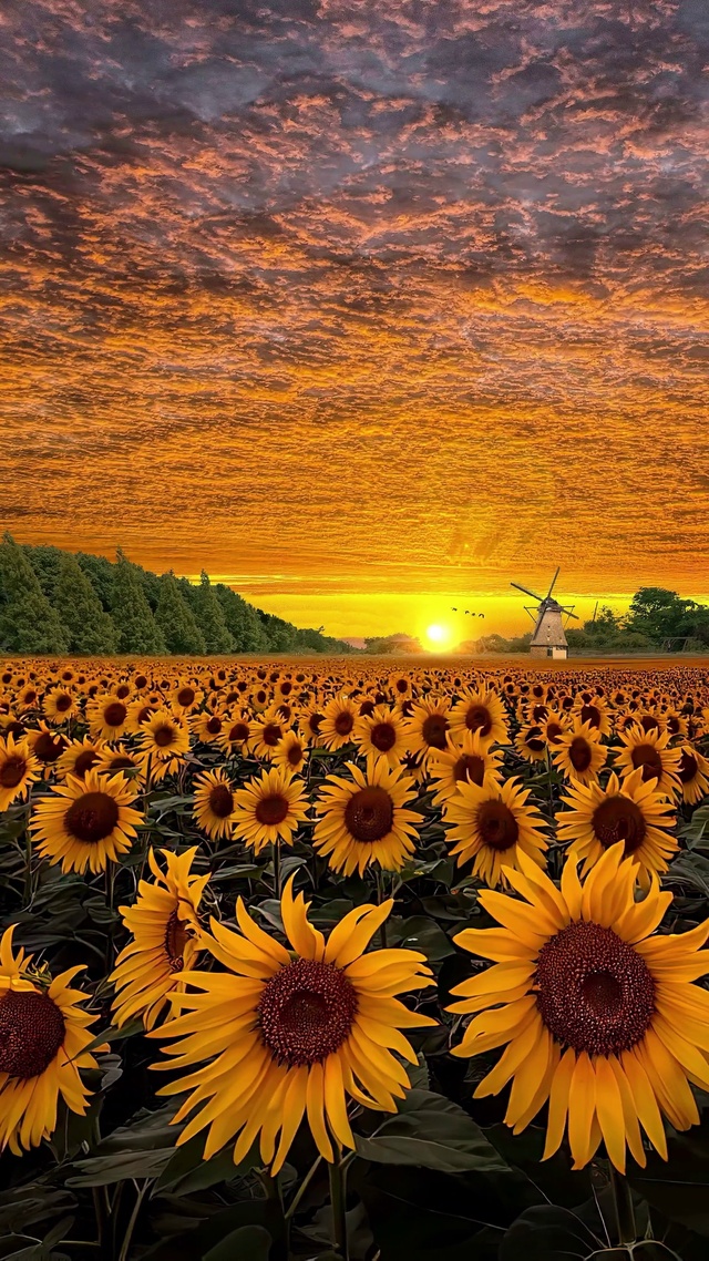 航拍爆款向日葵