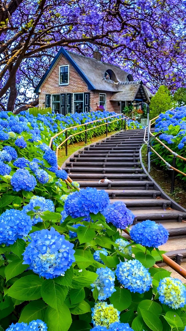 蓝花楹树下的小屋