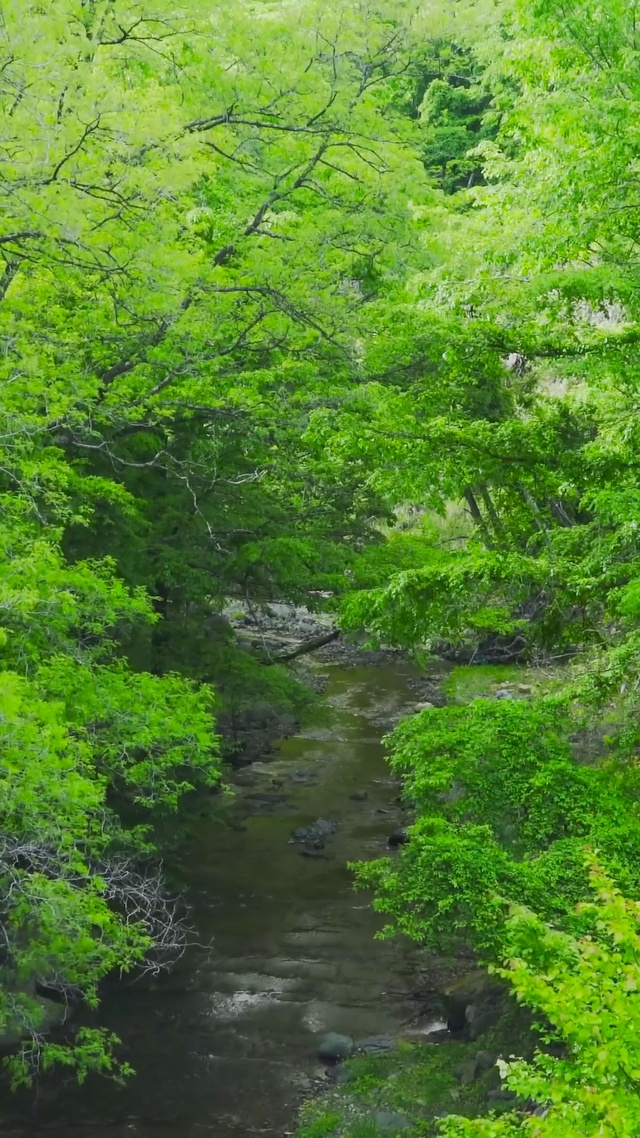绿林间溪流