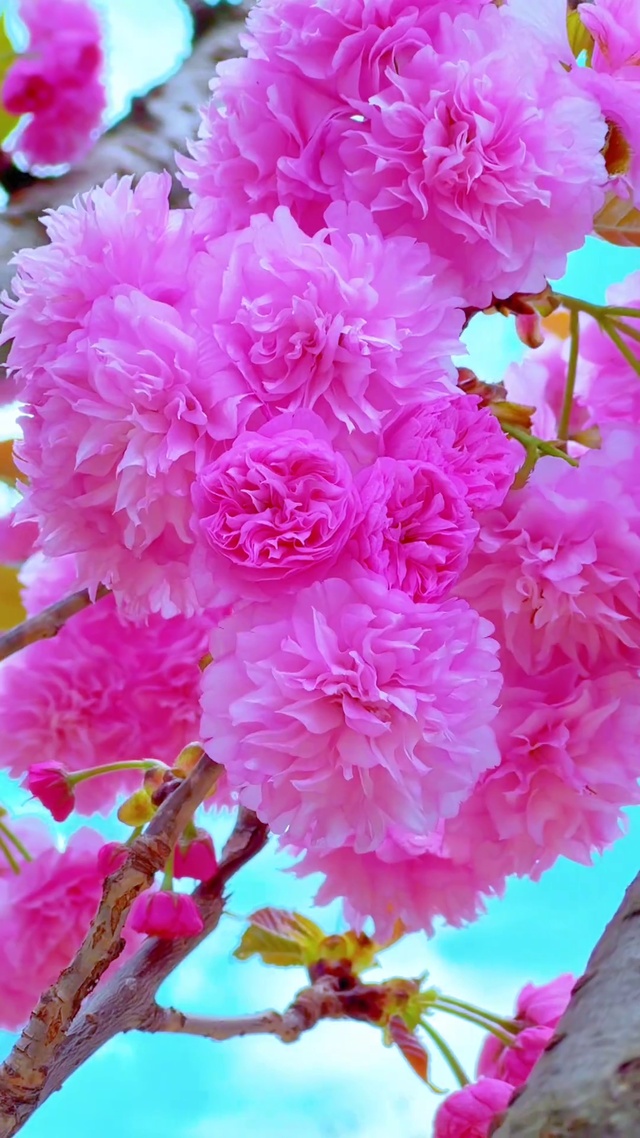 美了眼，醉了心