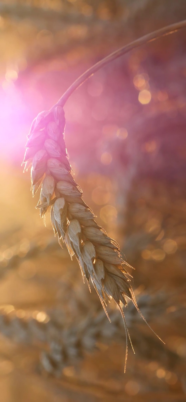 【4K风吹麦浪】