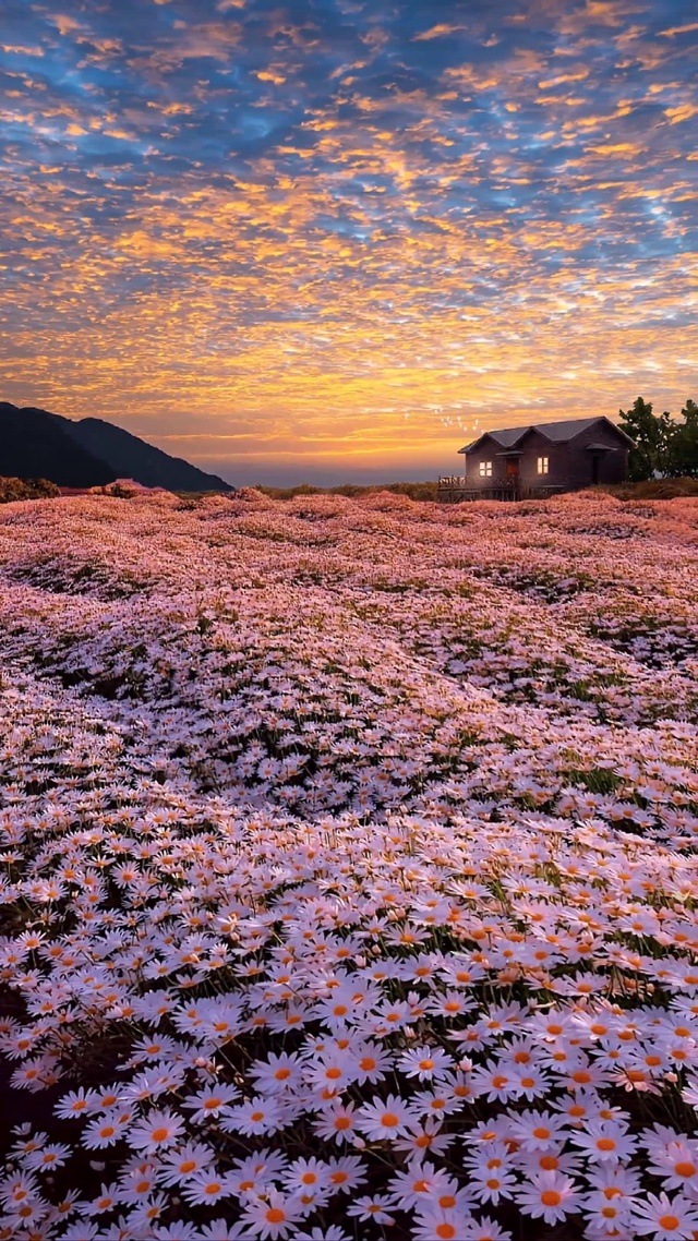 浪漫雏菊花海