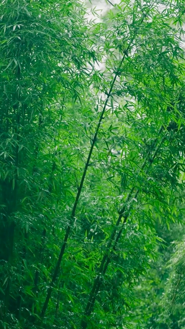 雨中竹林 